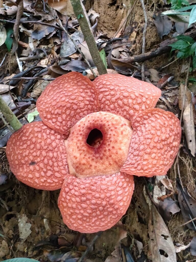 raflesia