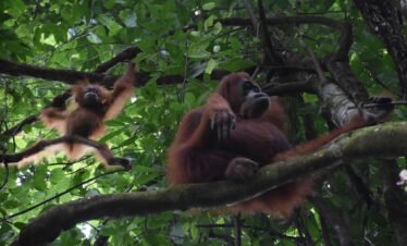 orangutan