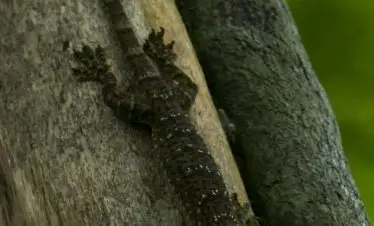 lizard