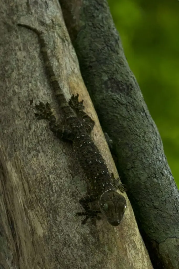 lizard